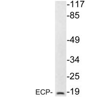 ECP Polyclonal Antibody