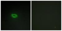 ECRG4 Polyclonal Antibody