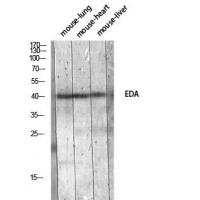 EDA Polyclonal Antibody