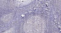 EDEM2 Polyclonal Antibody