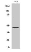 EDG-1 Polyclonal Antibody