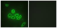 EDG-1 Polyclonal Antibody