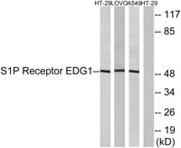 EDG-1 Polyclonal Antibody
