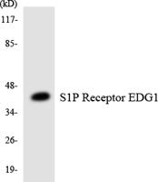 EDG-1 Polyclonal Antibody