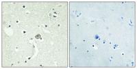 EDG-1 Polyclonal Antibody