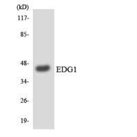 EDG-1 Polyclonal Antibody