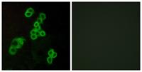 EDG-2 Polyclonal Antibody