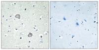 EDG-2 Polyclonal Antibody