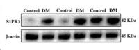 EDG-3 Polyclonal Antibody