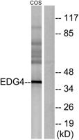EDG-4 Polyclonal Antibody