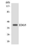 EDG-5 Polyclonal Antibody