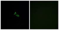 EDG-7 Polyclonal Antibody