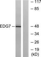 EDG-7 Polyclonal Antibody