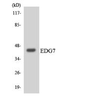 EDG-7 Polyclonal Antibody