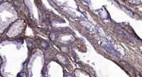 EDG-7 Polyclonal Antibody