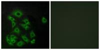 EDG-8 Polyclonal Antibody