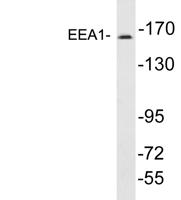 EEA1 Polyclonal Antibody