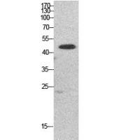 EF-1 α1/2 Polyclonal Antibody