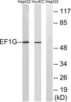 EF-1 γ Polyclonal Antibody
