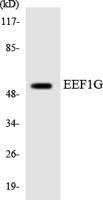 EF-1 γ Polyclonal Antibody