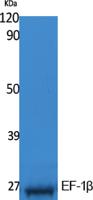 EF-1β Polyclonal Antibody