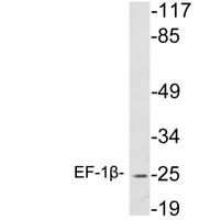 EF-1β Polyclonal Antibody
