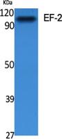 EF-2 Polyclonal Antibody