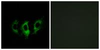 EF-G2 Polyclonal Antibody