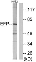 EFP Polyclonal Antibody