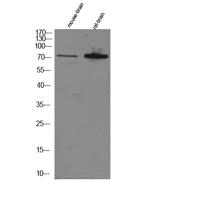 EFP Polyclonal Antibody
