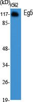 Eg5 Polyclonal Antibody