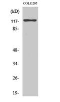 Eg5 Polyclonal Antibody