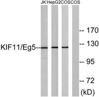 Eg5 Polyclonal Antibody