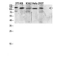 EGF Polyclonal Antibody