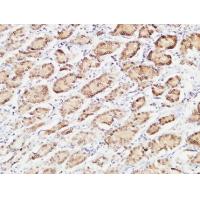 EGF Polyclonal Antibody