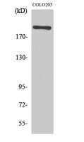 EGFL4 Polyclonal Antibody