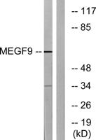 EGFL5 Polyclonal Antibody