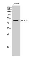 AR α2A Polyclonal Antibody