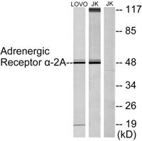 AR α2A Polyclonal Antibody