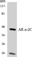 AR α2C Polyclonal Antibody