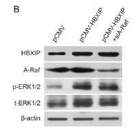 A-Raf Polyclonal Antibody