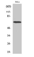 A-Raf Polyclonal Antibody