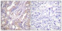 A-Raf Polyclonal Antibody