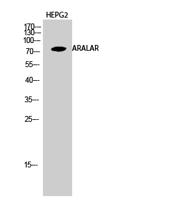 ARALAR Polyclonal Antibody
