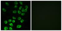ARF GAP1 Polyclonal Antibody