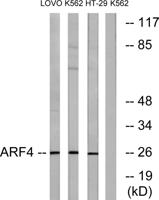ARF4 Polyclonal Antibody