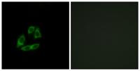 Arfaptin 1 Polyclonal Antibody