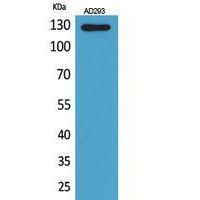 Arg Polyclonal Antibody