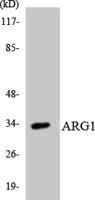 Arginase I Polyclonal Antibody