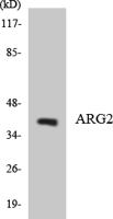 Arginase II Polyclonal Antibody